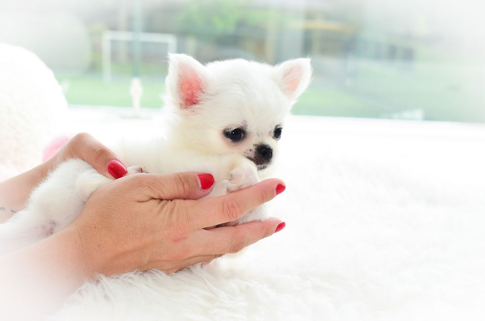 Miniatura: Romeo