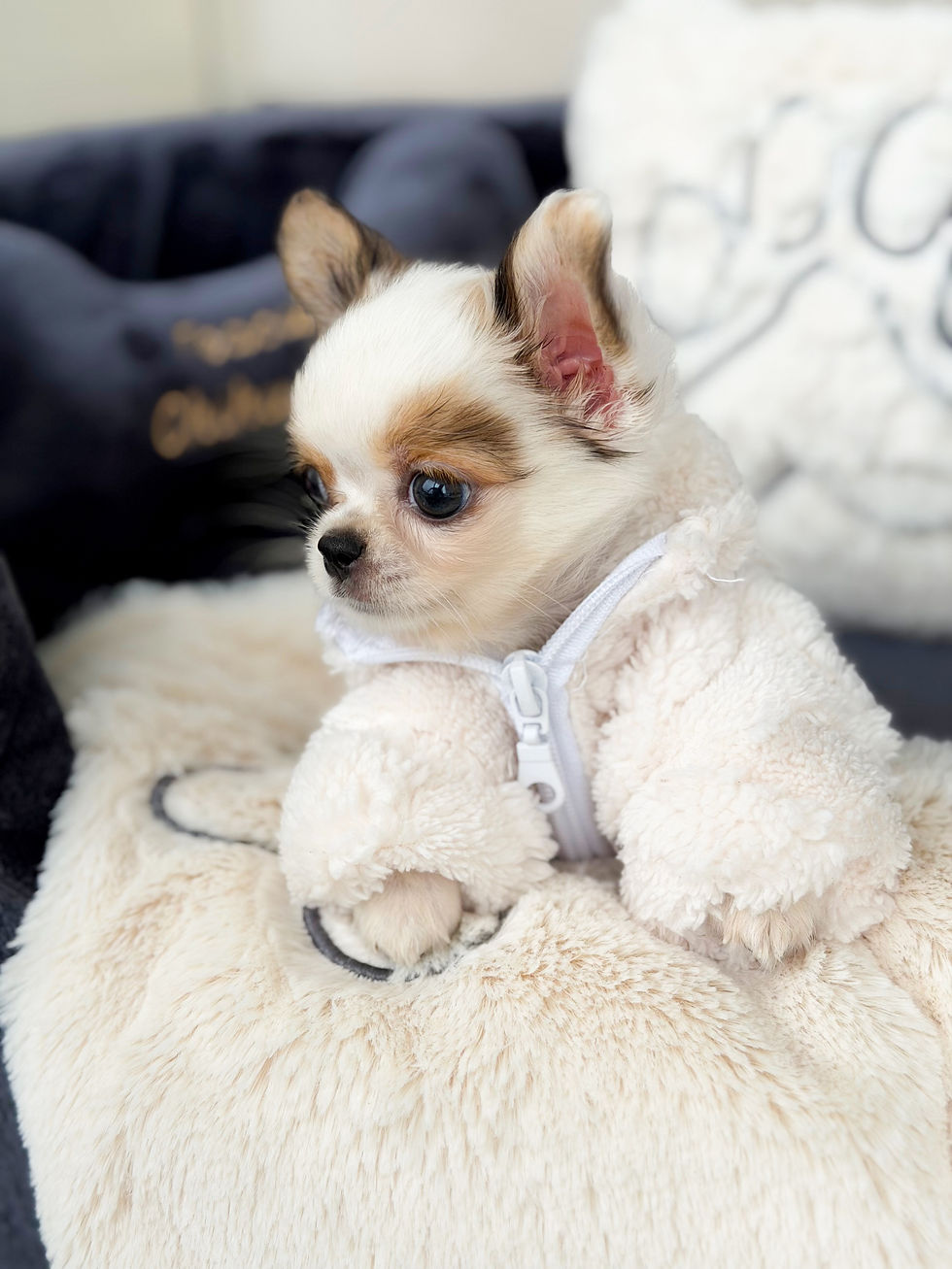 Miniatura: Mini Teddy Girl
