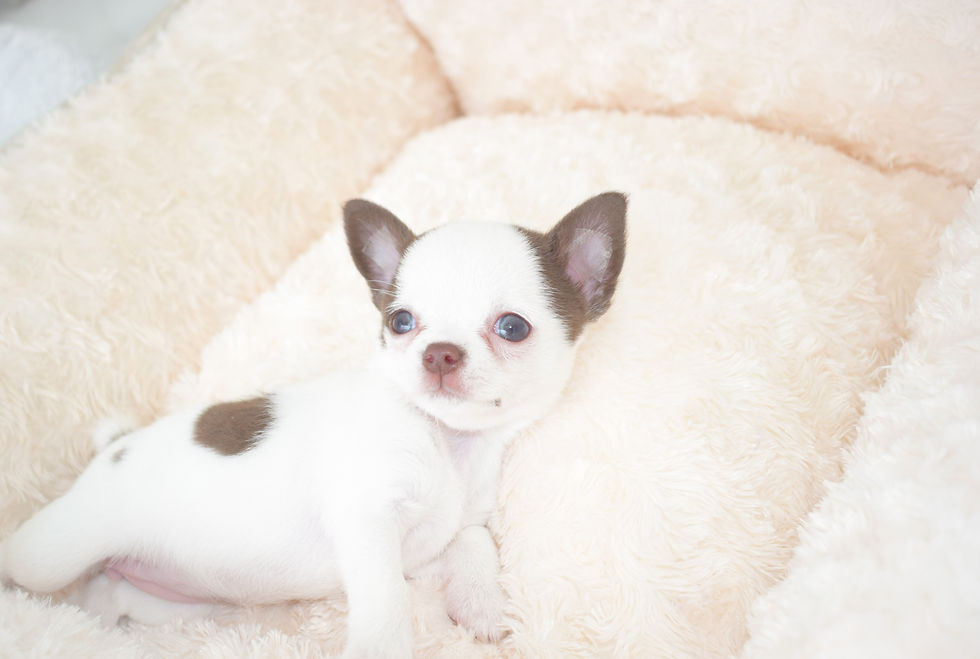 Miniatura: Hershey