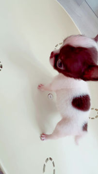 Miniatura: Micro Trufa