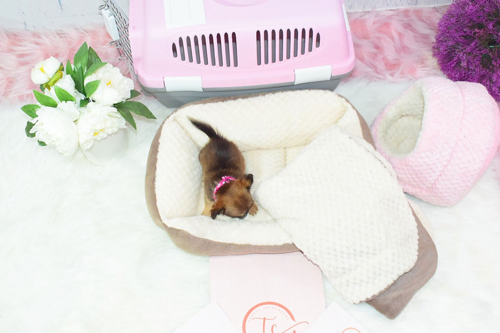 Miniatura: Mocha