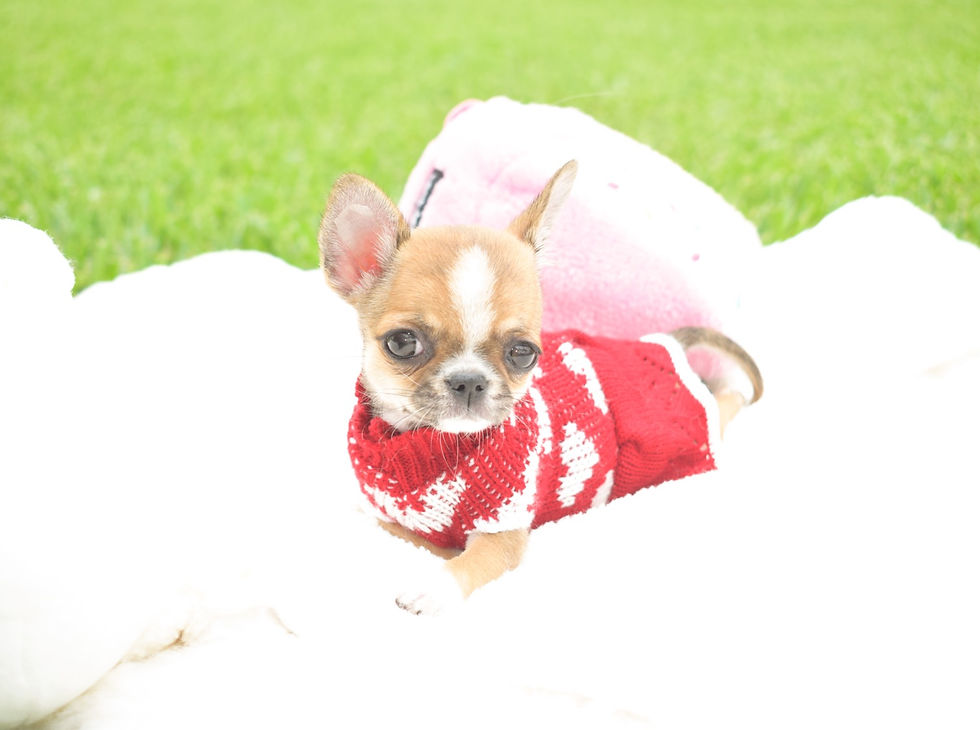 Miniatura: Bimba