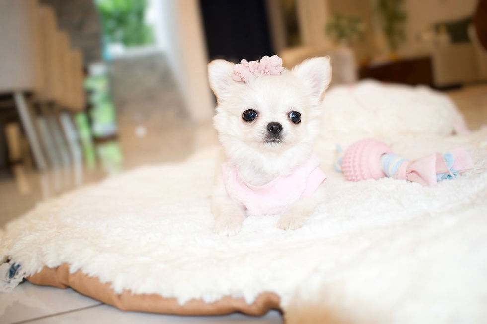 Miniatura: Mini Tiffany