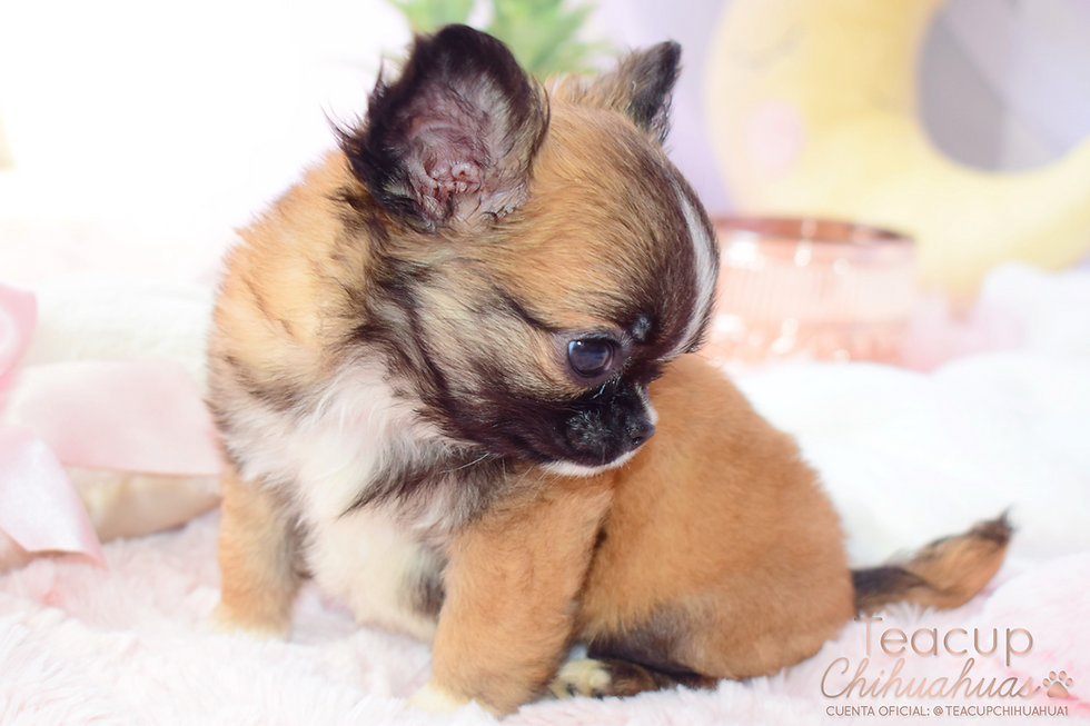 Miniatura: Osita 