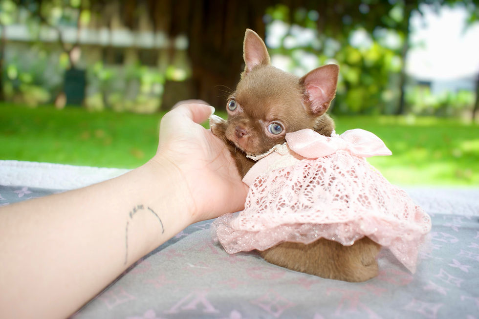 Miniatura: Olivia