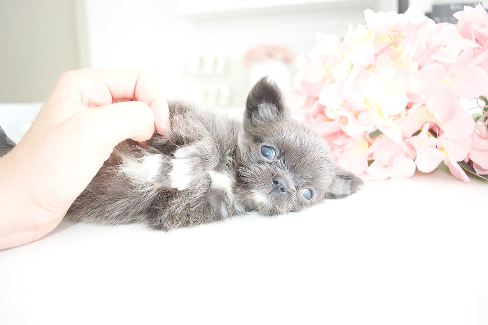 Miniatura: Blue