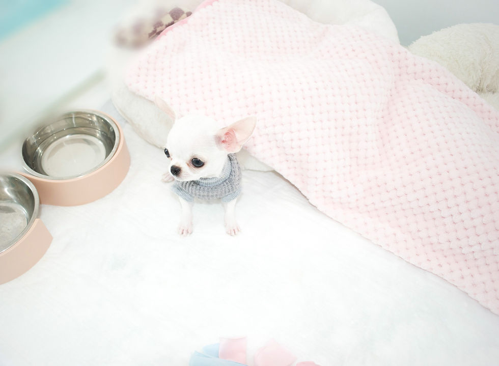 Miniatura: Micro Kenzo 