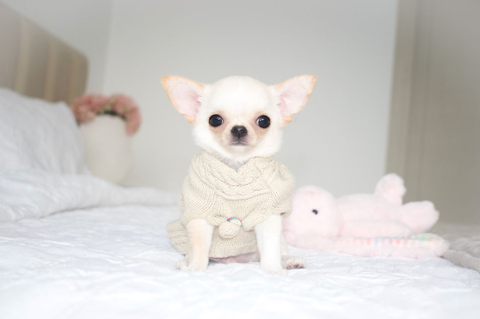 Miniatura: Micro Toffee