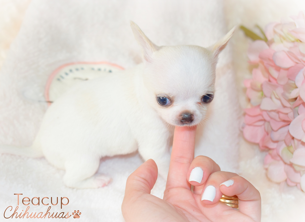 Miniatura: Dolce
