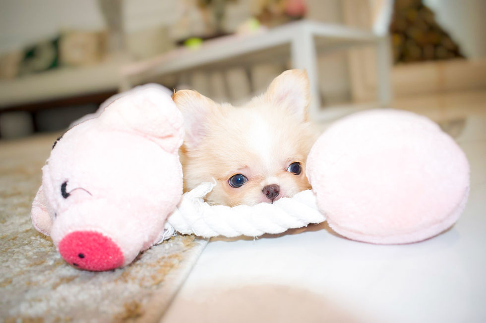 Miniatura: Baby Leo