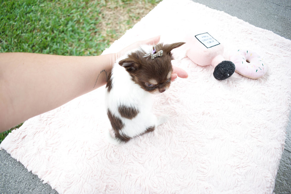 Miniatura: Mini Milka