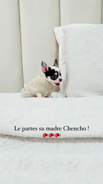 Miniatura: Oreo
