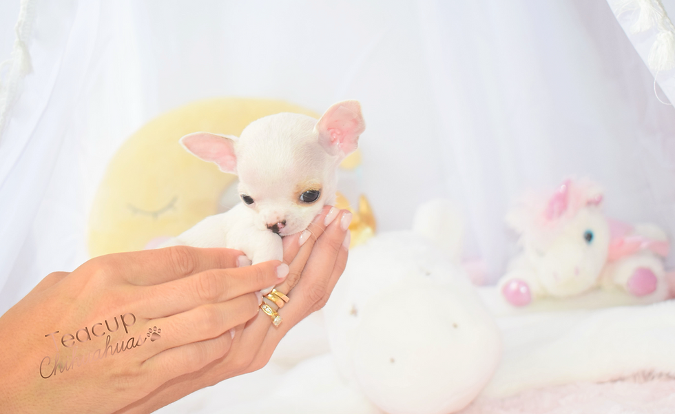 Miniatura: Micro Gucci