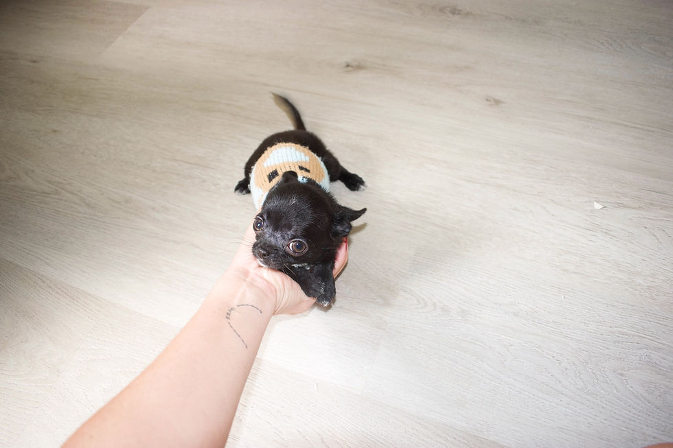 Miniatura: Angus