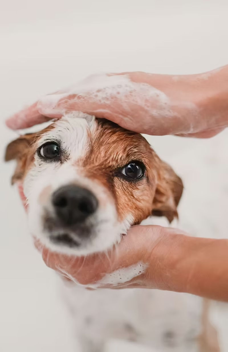 Puppy grooming at The Clip Joint Pet Grooming
