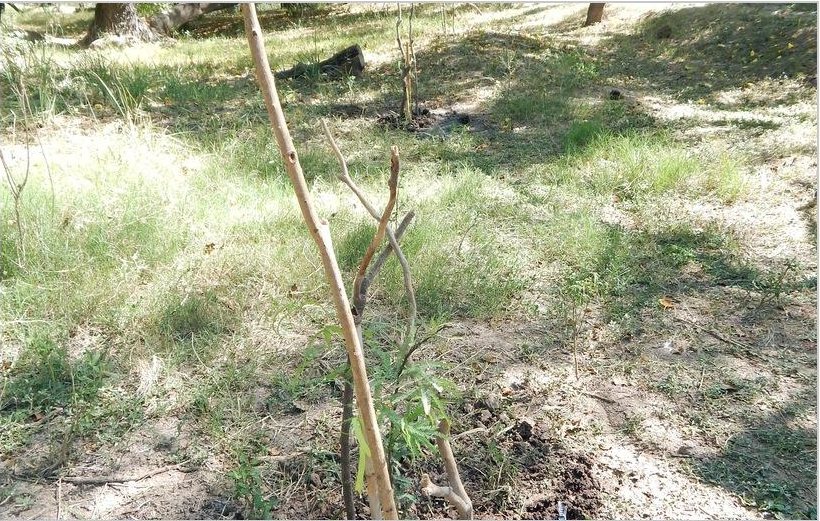 Ejemplar de árbol joven en un sector de restauración del ambiente ribereño