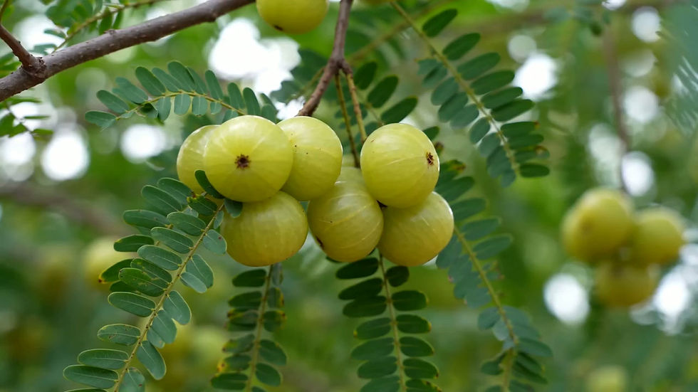 Thumbnail: Druvasa Amla Powder 100% Pure And Natural 400gm Boost Imunity High Vitamin C 