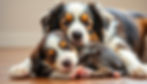 Eye-level view of a golden retriever puppy sitting on grass with a CHIC certificate beside it
