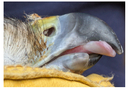 Cascades Raptor Center RTHA – 24-541 Case Study  