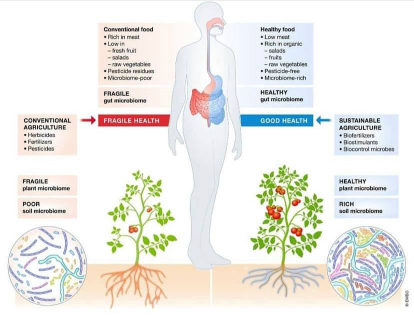 Credit: WorldMicrobiomeDay.com