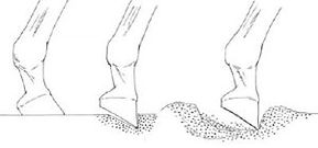vetpro-horse-joints-surface-impact-300x140.jpg