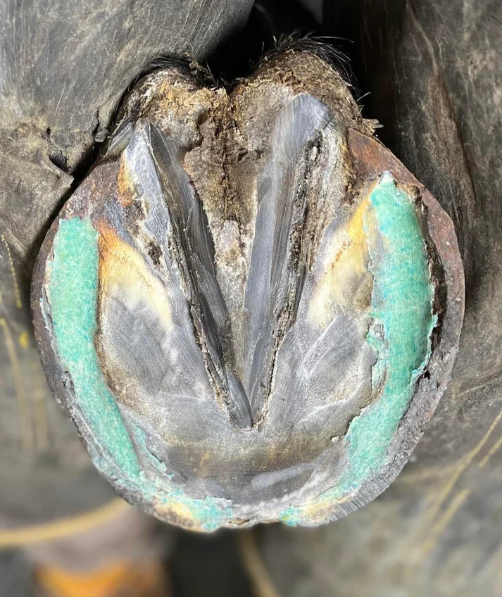 Bluestone Bang Equine hoof & health