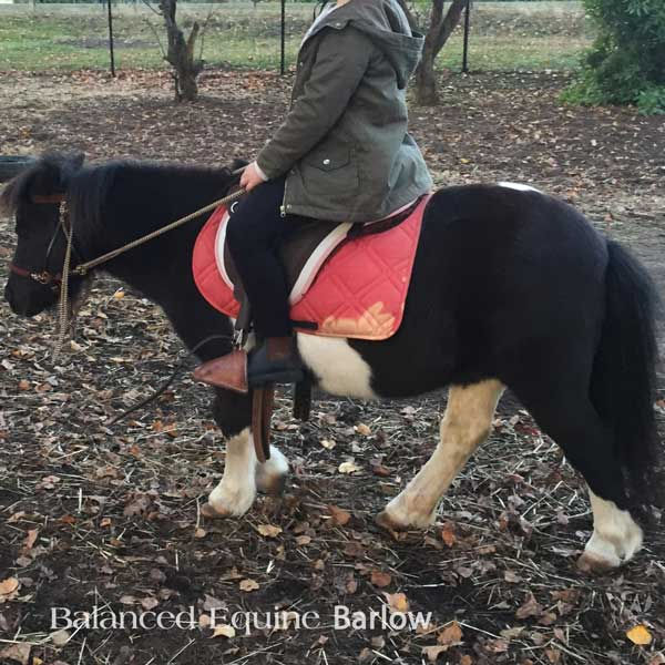 Thumbnail: BALANCED EQUINE NUTRITION HOOFXTRA