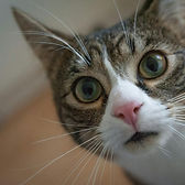 <p class="font_8">Ivy - London</p>
<p class="font_8">I discovered this word -- polydactyl -- after the woman I live with spent a long time looking at a cat on her screen and saying "but why does it have so many toes" to the room. I looked at my own toes. Counted them and investigated the screen. The cat in question had six toes on each front paw. I cannot speak to the why of it but I can confirm it looked extremely useful.</p>
<p class="font_8"><br></p>
<p class="font_8">Polydactyl means many-toed. The standard arrangement is five toes on the front paws and four on the back. Some cats have six, seven, or in exceptional cases more. This is a genetic trait and it is hereditary. A polydactyl parent produces polydactyl kittens at a predictable rate.</p>
<p class="font_8">They are sometimes called Hemingway cats, after the writer who kept a colony of them in Florida. His cats' descendants are still there. I have no particular view of the writer but the cats sound sensible. Sounds bliss, in fact.</p>
<p class="font_8"><br></p>
<p class="font_8">Mimi - Sheffield</p>
<p class="font_8">Well, I have entirely perfect paws and have not found this to be a disadvantage. Five toes is adequate for every purpose&nbsp;</p>
<p class="font_8">I have encountered. Mine are said to be, modesty aside, perfect.</p>
<p class="font_8"><br></p>
<p class="font_8">That said, there is something to be said for grip. I have watched George attempt to extract a particularly settled blanket from under his own weight and the process takes longer than it should. Extra toes would have resolved this in moments. Whether he would have had the sense to use them is another matter.</p>
<p class="font_8"><br></p>
<p class="font_8">Polydactyl cats do not require additional care for their extra digits in most cases. The nails on the extra toes should be monitored, as they can curl if they do not make contact with the ground in the normal way. This is a small maintenance point, not a complication.</p>
<p class="font_8"><br></p>
<p class="font_8">PS: Beyoncé - London</p>
<p class="font_8">The vet has never mentioned my toe count. I count this as a neutral assessment.</p>
<p class="font_8">The practical advantages of extra toes are real and I would not dismiss them. Better grip. Broader paw surface. The possibility of a more secure landing from height. Reduced swipe count when fighting. These are meaningful. A cat with seven toes on each front paw is a cat with options.</p>
<p class="font_8">Gauntlets, as a reputation, requires no additional digits. But I respect the equipment.</p>