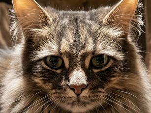 Mack | Sheffield | First Post