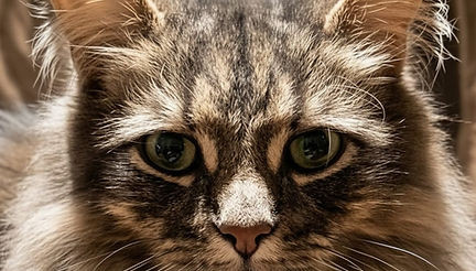 Clan of the Cunning Hunter