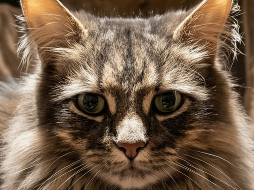 Mack | Sheffield | First Post