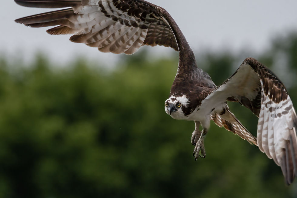 osprey.jpg