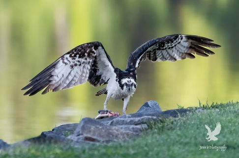 Male Osprey in the Morning
