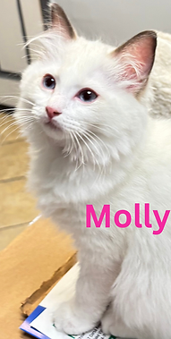 molly.png
