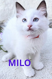 Milo.jpg