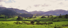 Kauricoast