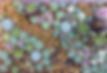 Succulents-Encinitas-California_edited.jpg