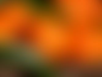 Clémentine de Corse : une récolte en recule