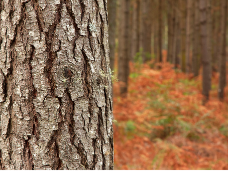 Filière bois-forêt : un syndicat créé à Corte
