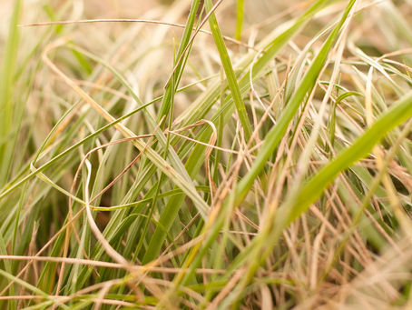 SÉCHERESSE : LE SUD-EST DE LA CORSE-DU-SUD EN ALERTE RENFORCÉE