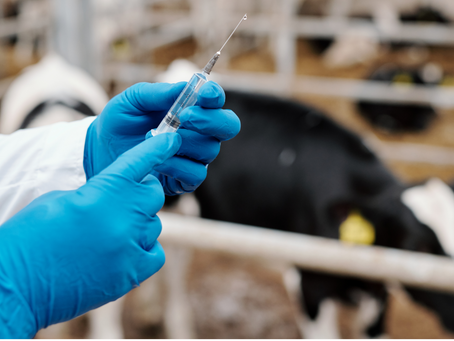 Corse : vaccination préventive des bovins contre la dermatose nodulaire