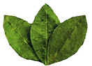 Untitled design (9)_edited.jpg