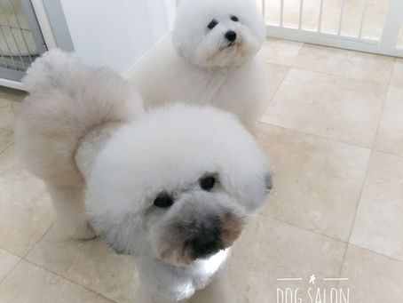 ボロニーズのじろくんとトイプードルのさぶろくん