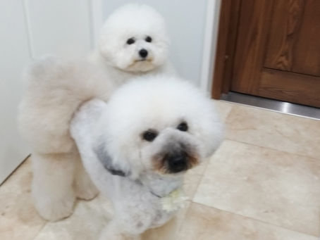 ボロニーズのじろくんとトイプードルのさぶろくん