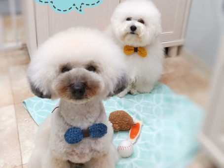 ボロニーズのじろくんとトイプードルのさぶろくん