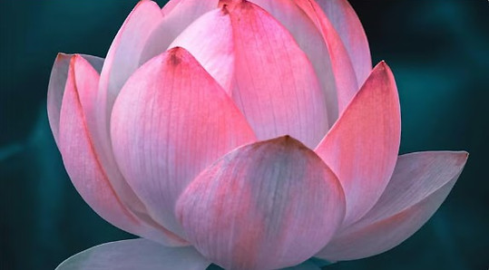 Lotus mind ministries.jpg