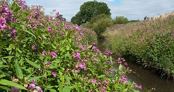 himalayan balsam.jpg