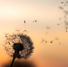 Die eigene Beerdigung planen