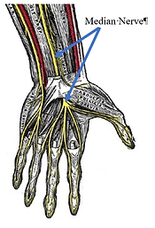 Shows the median nerve on the inside of the left wrist where the Florella works to reduce menstrual pain and cramping.