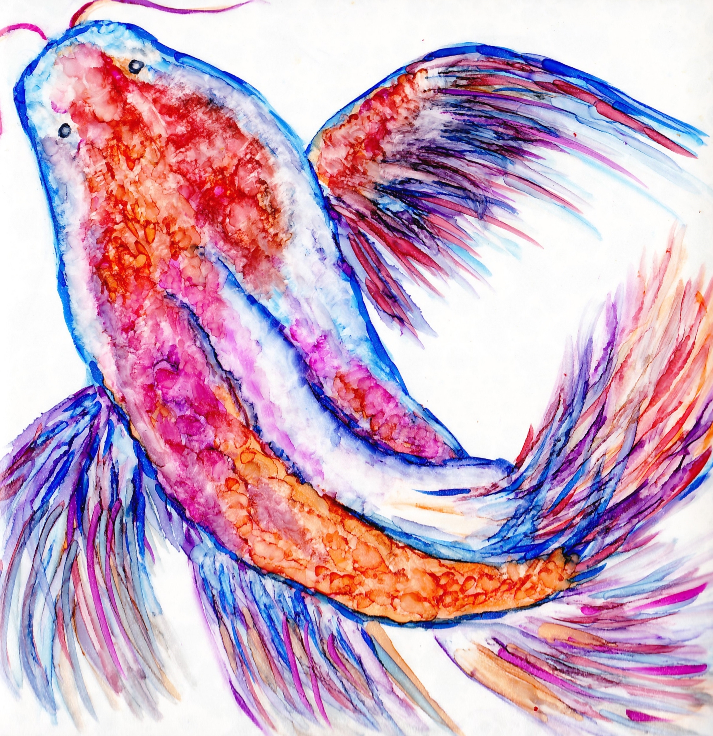 Koi